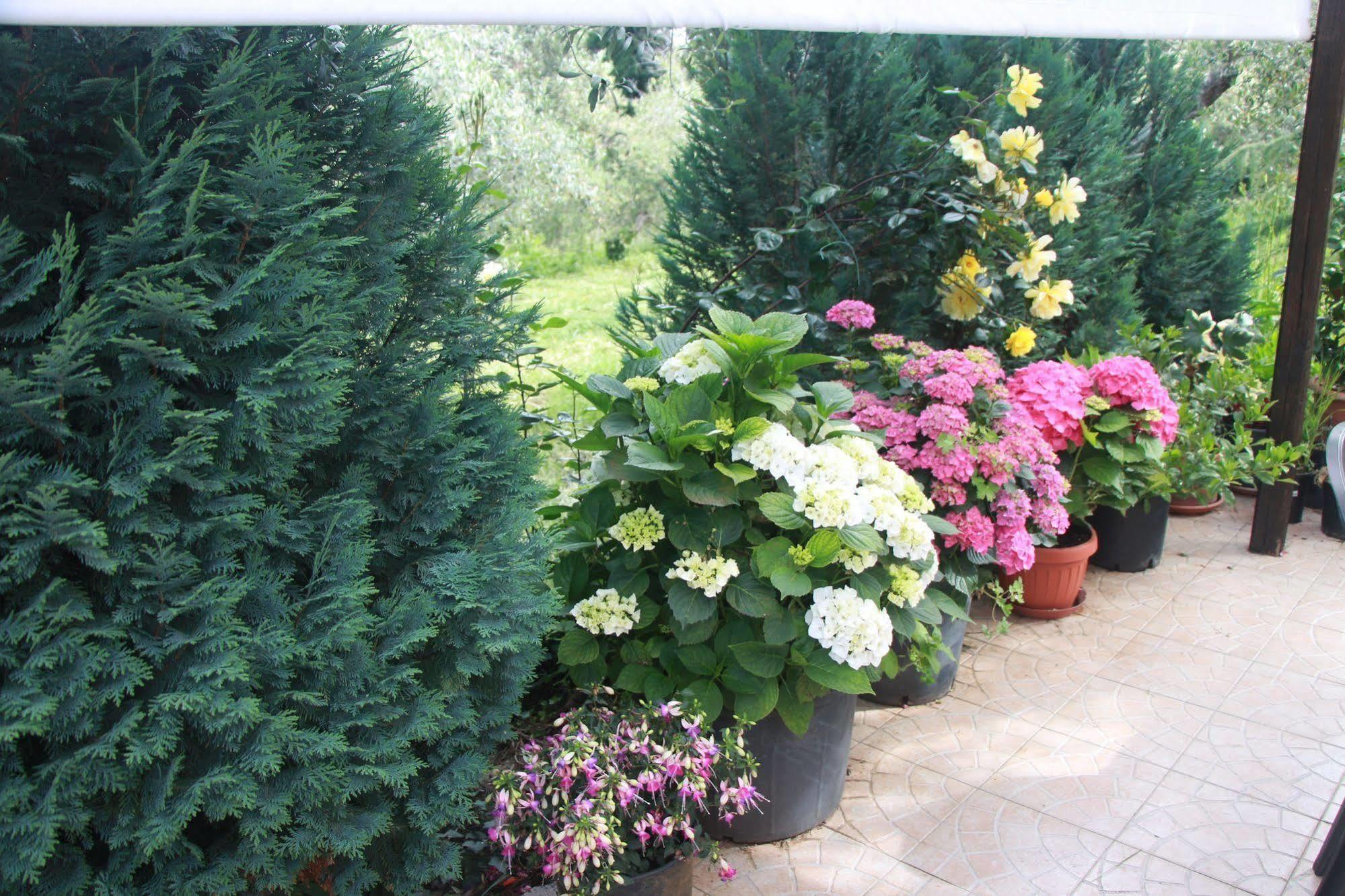 B&B La Terrazza Di Frascati Exteriér fotografie